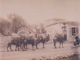 Deve Kervanı - 1880 Civarı