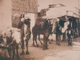 Deve Kervanı ve Sürücüler - 1890 Civarı